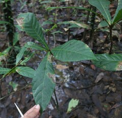 Elaeocarpus tuberculatus