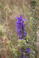 Campanula spicata