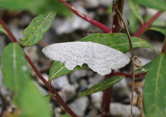 Scopula incanata