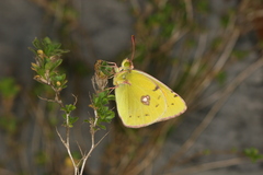 Colias caucasica balcanica
