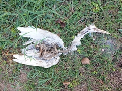 Bubulcus ibis coromandus