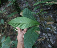 Elaeocarpus tuberculatus
