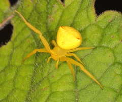 Thomisus daradioides