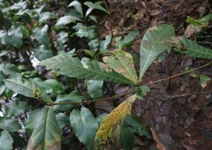 Elaeocarpus tuberculatus