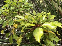 Cheirodendron trigynum