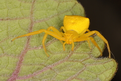 Thomisus daradioides