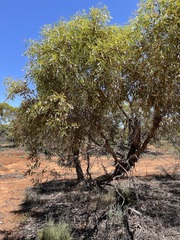 Eucalyptus socialis socialis