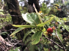 Vaccinium calycinum