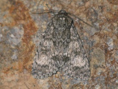 Acronicta megacephala
