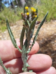 Senecio glomeratus glomeratus