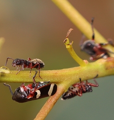 Dolichoderus scabridus