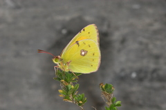 Colias caucasica balcanica