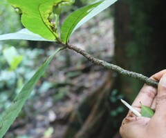 Elaeocarpus tuberculatus