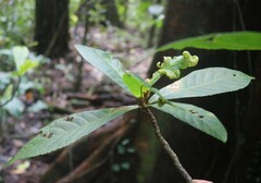 Elaeocarpus tuberculatus