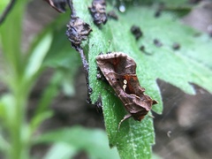 Chrysodeixis eriosoma