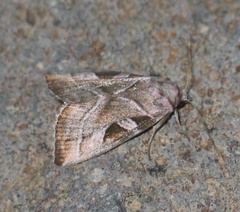 Eucarta virgo
