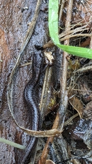 Batrachoseps attenuatus