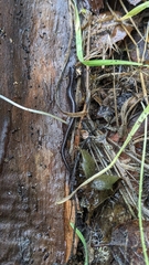 Batrachoseps attenuatus