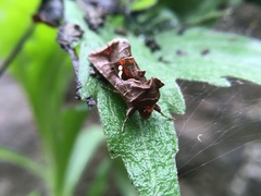 Chrysodeixis eriosoma