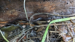 Batrachoseps attenuatus