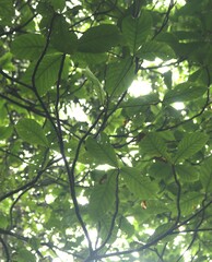 Elaeocarpus tuberculatus