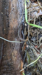Batrachoseps attenuatus