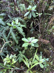 Myrsine lessertiana