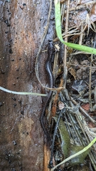 Batrachoseps attenuatus
