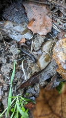 Batrachoseps attenuatus