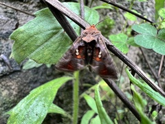 Chrysodeixis eriosoma