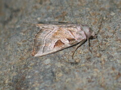 Eucarta virgo