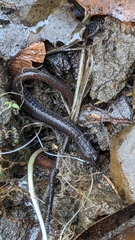 Batrachoseps attenuatus