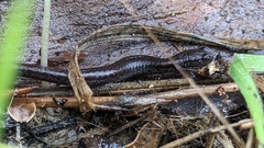 Batrachoseps attenuatus