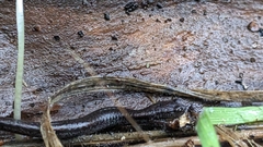 Batrachoseps attenuatus