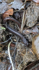 Batrachoseps attenuatus