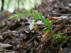 Tmesipteris tannensis