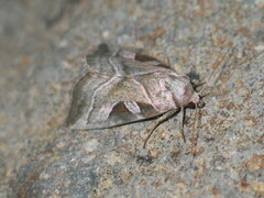 Eucarta virgo