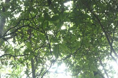 Elaeocarpus tuberculatus