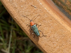 Chauliognathus tricolor