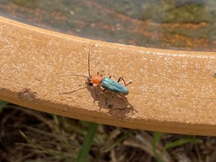Chauliognathus tricolor