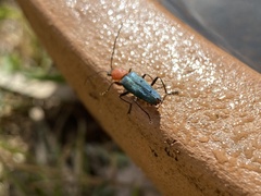 Chauliognathus tricolor