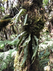 Elaphoglossum paleaceum