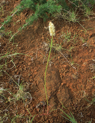 Cyphocarpa angustifolia