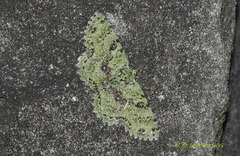 Ophthalmitis herbidaria
