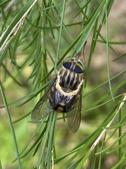 Scaptia auriflua