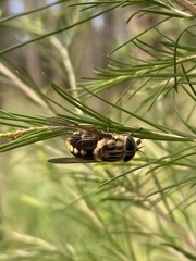 Scaptia auriflua