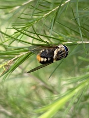 Scaptia auriflua