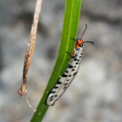Myrmeleon erythrocephalus