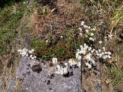 Saxifraga hypnoides