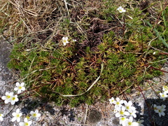 Saxifraga hypnoides